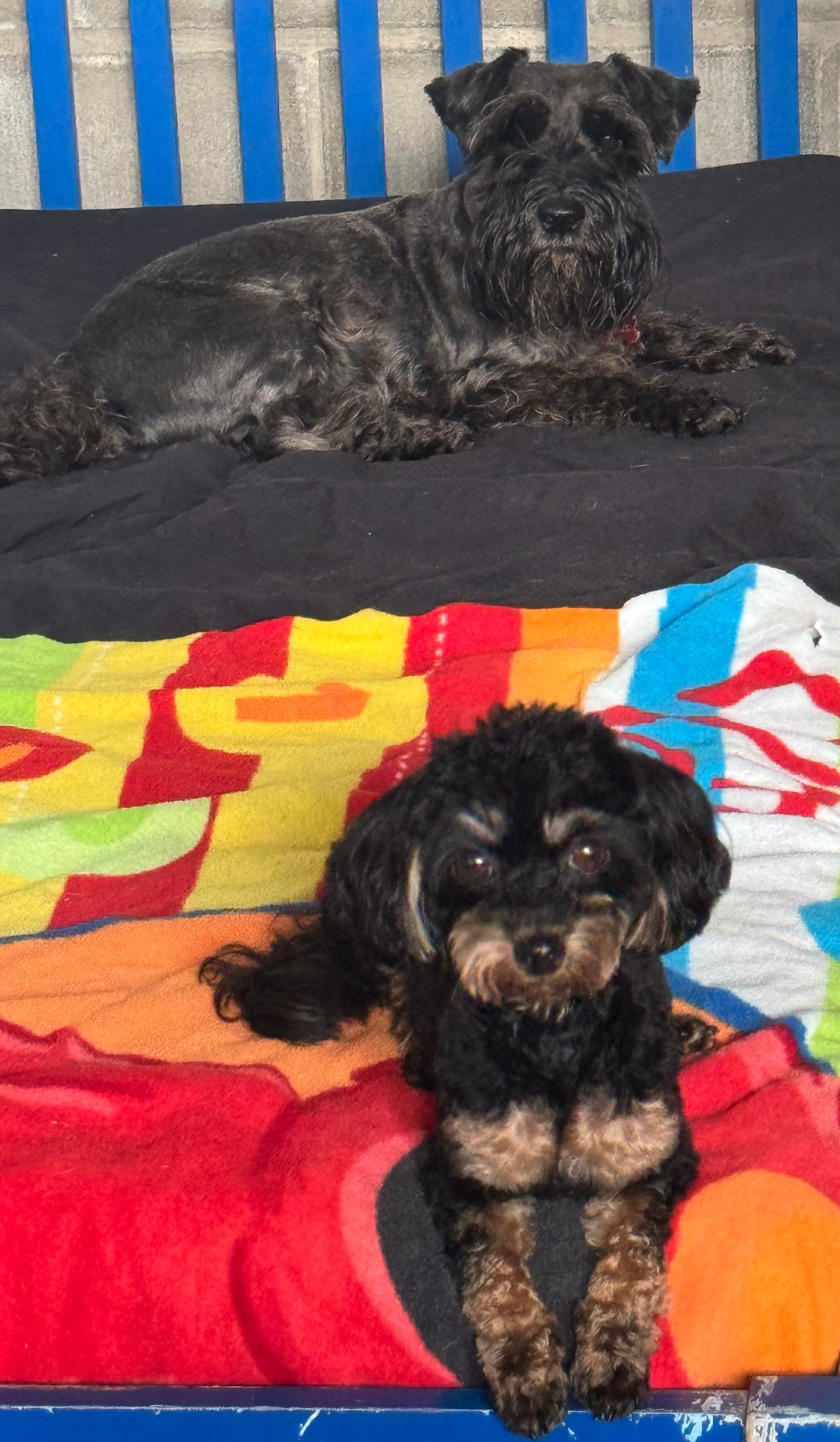 Two Dogs Are Laying On A Colorful Blanket On A Bed — Yeppoon Boarding Kennels & Cattery In Farnborough, QLD
