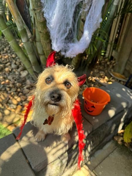 Gizzmo — Yeppoon Boarding Kennels & Cattery In Farnborough, QLD
