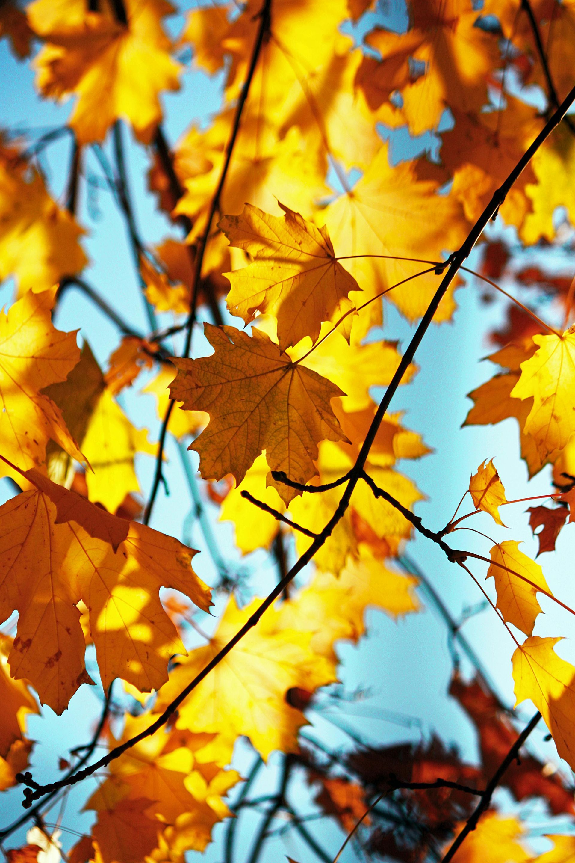 Golden maple leaves against a bright blue sky, autumn sunlight.
