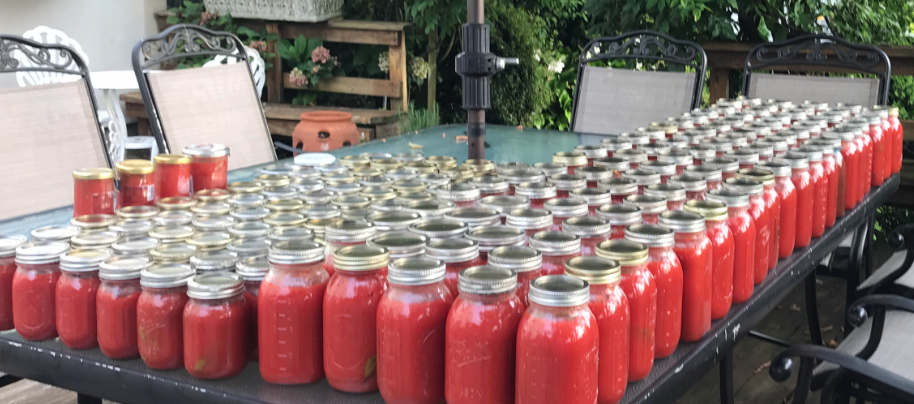 A large outdoor table filled with rows of glass jars containing red tomato sauce, likely prepared for home canning.