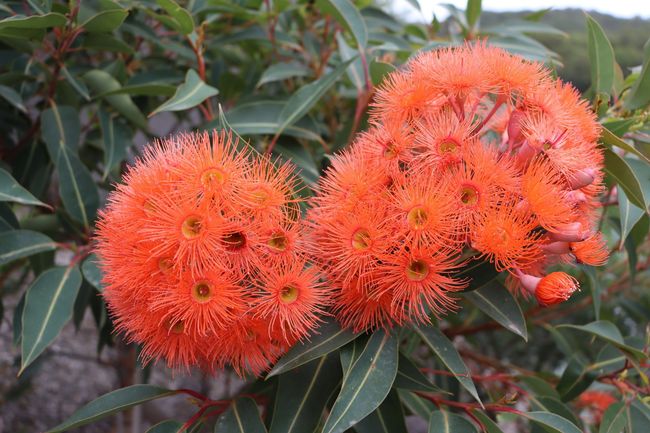 Orange Flower Plant — Native Plant Nursery in Newcastle, NSW