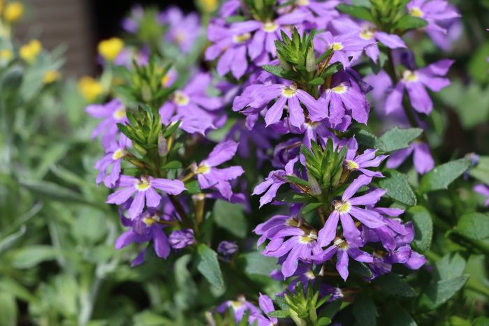 Purple Flower Plant — Native Plant Nursery in Newcastle, NSW