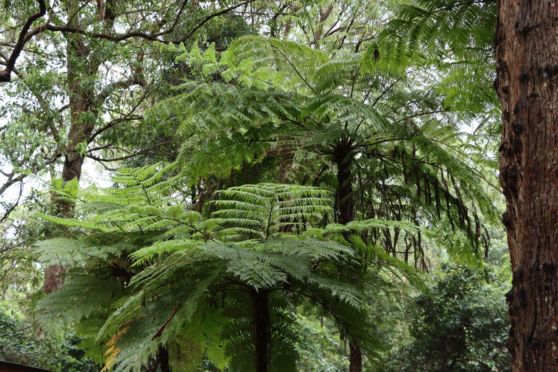 Australian Lilly Pilly — Newcastle Wildflower Nursery from Native Plants in Newcastle, NSW