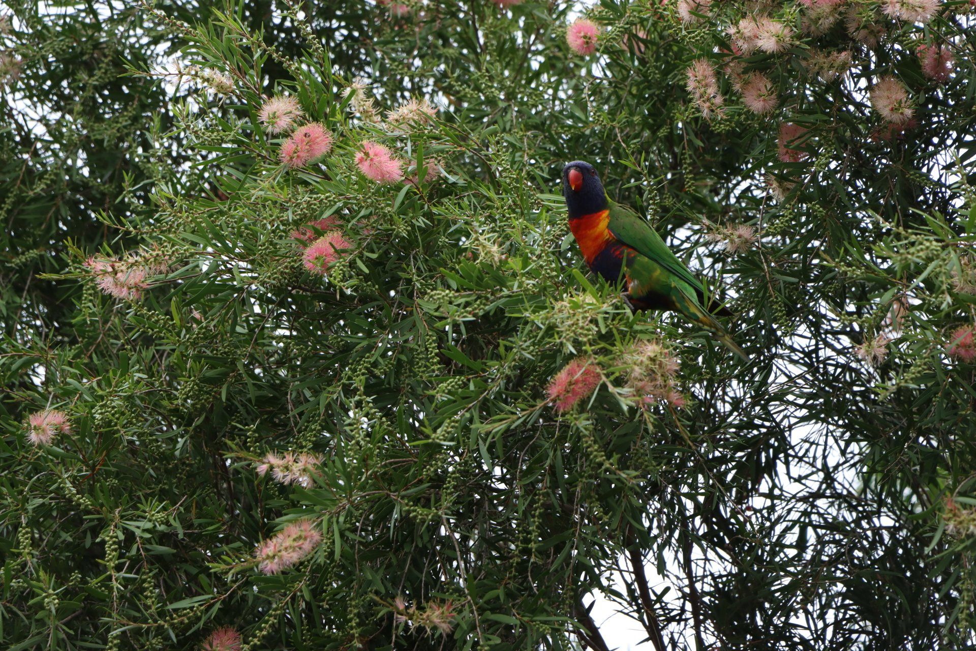Green Leaf Plant with Flowers — Native Plant Nursery in Newcastle, NSW