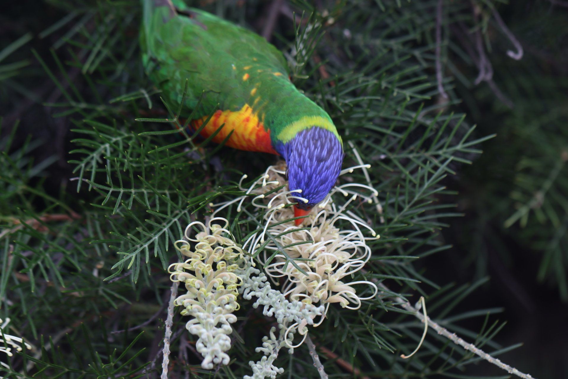 Lush Tropical Plants — Newcastle Wildflower Nursery from Plant Stock List in Newcastle, NSW