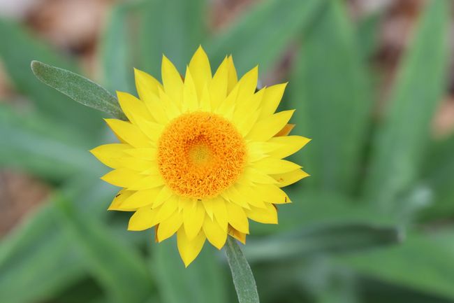 Yellow Flower — Newcastle Wildflower Nursery from Contact Us in Newcastle, NSW
