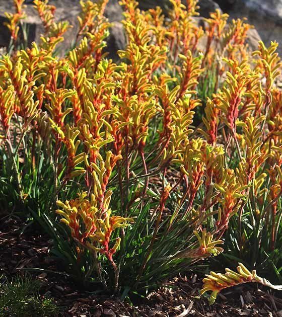 Red Plant —  Newcastle Wildflower Nursery from Native Plants in Newcastle, NSW