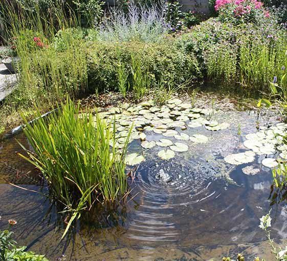 Natural Backyard Plant — Newcastle Wildflower Nursery from Native Plants in Newcastle, NSW