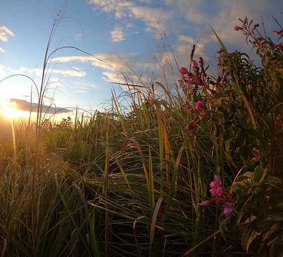 Sun and Mountain — Newcastle Wildflower Nursery in About Us, NSW