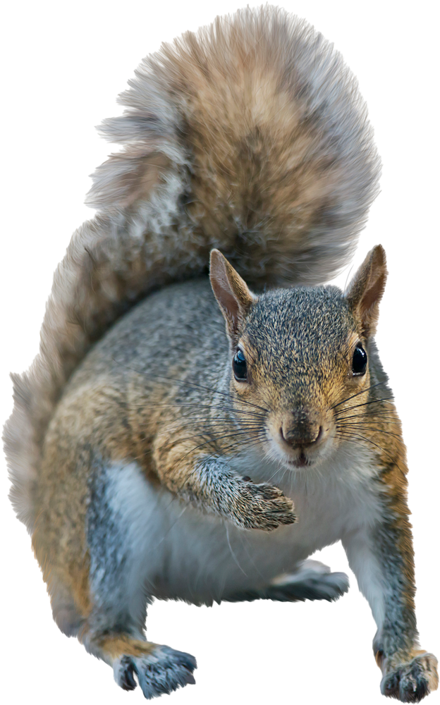 Squirrel — Greenfield, MA — Problem Wildlife