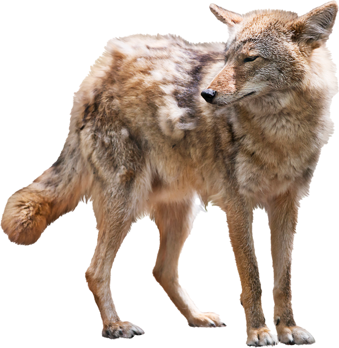 Coyote — Greenfield, MA — Problem Wildlife