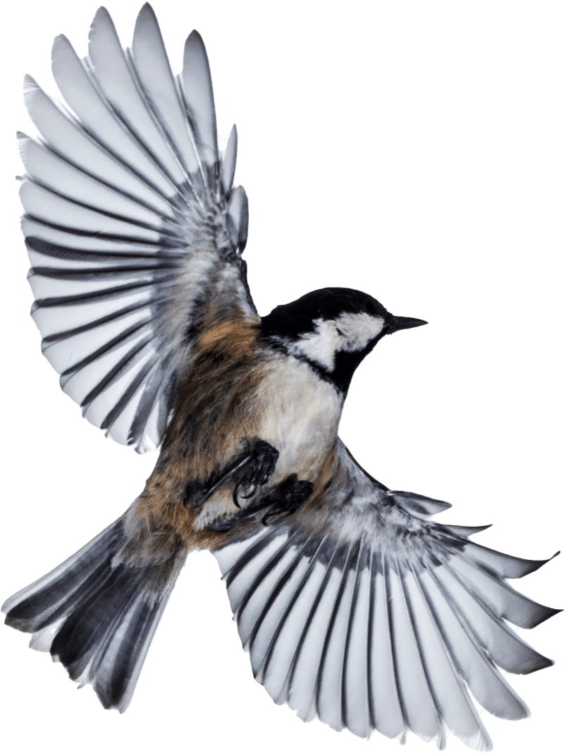 Bird — Greenfield, MA — Problem Wildlife