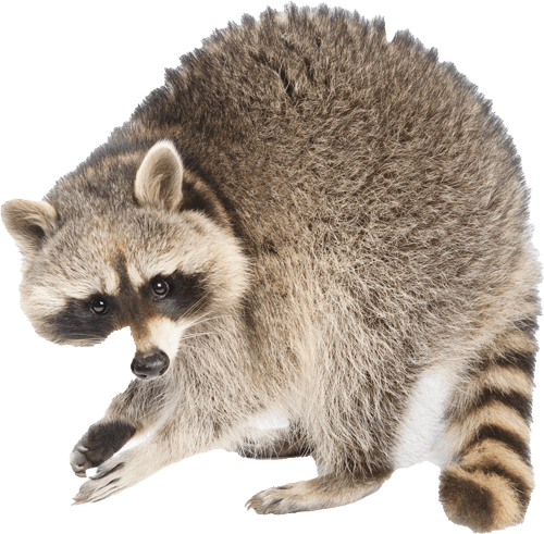 Raccoons — Greenfield, MA — Problem Wildlife