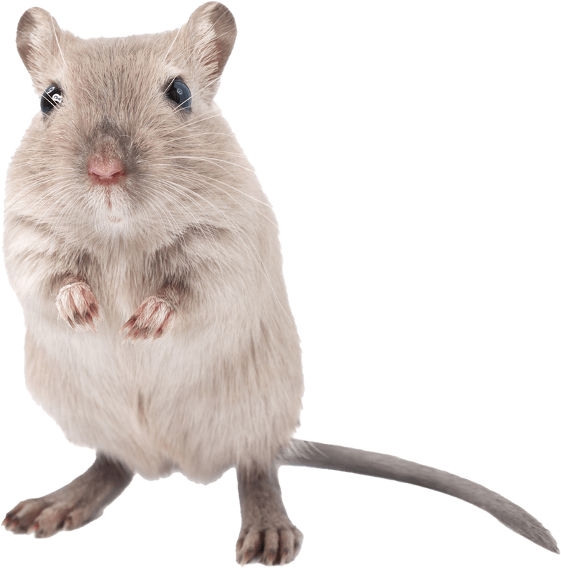 Little Rat — Greenfield, MA — Problem Wildlife