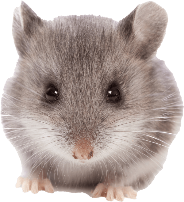 Mice — Greenfield, MA — Problem Wildlife