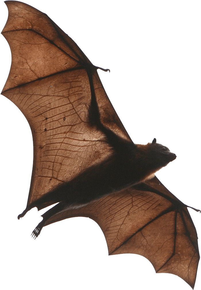 Bat — Greenfield, MA — Problem Wildlife