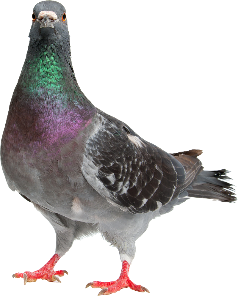Pigeon — Greenfield, MA — Problem Wildlife