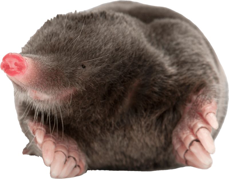 Mole — Greenfield, MA — Problem Wildlife