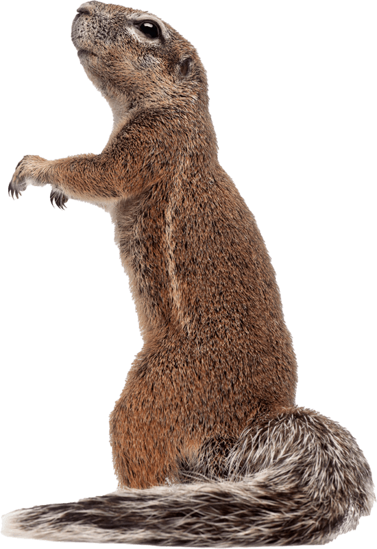Brown Squirrel — Greenfield, MA — Problem Wildlife