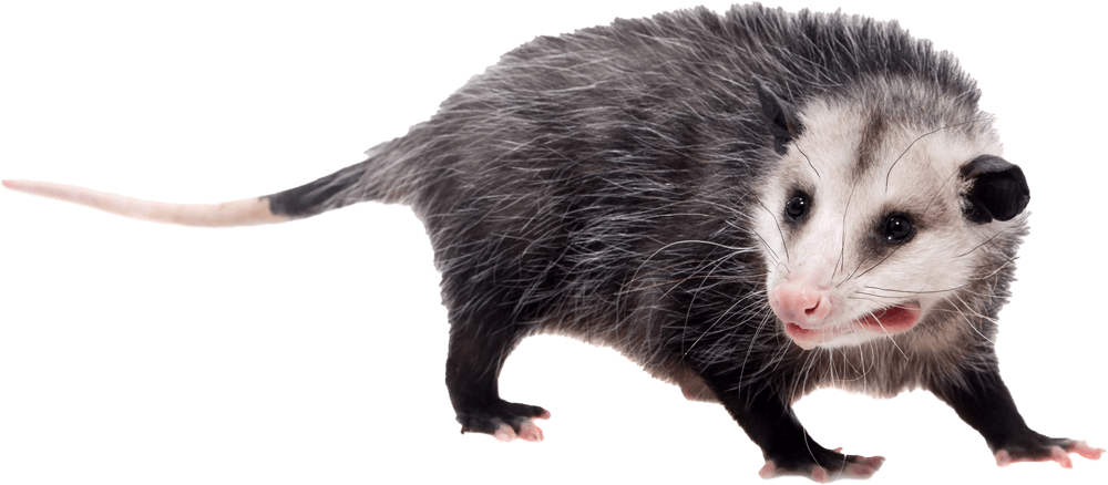 Opossum — Greenfield, MA — Problem Wildlife