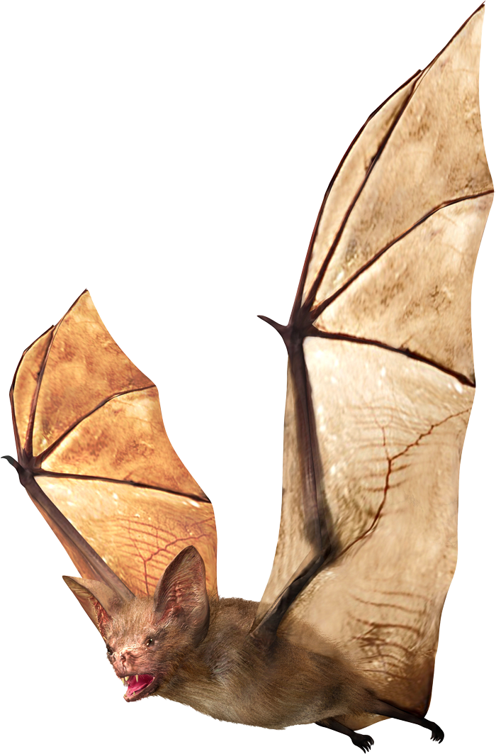 Brown Bat — Greenfield, MA — Problem Wildlife