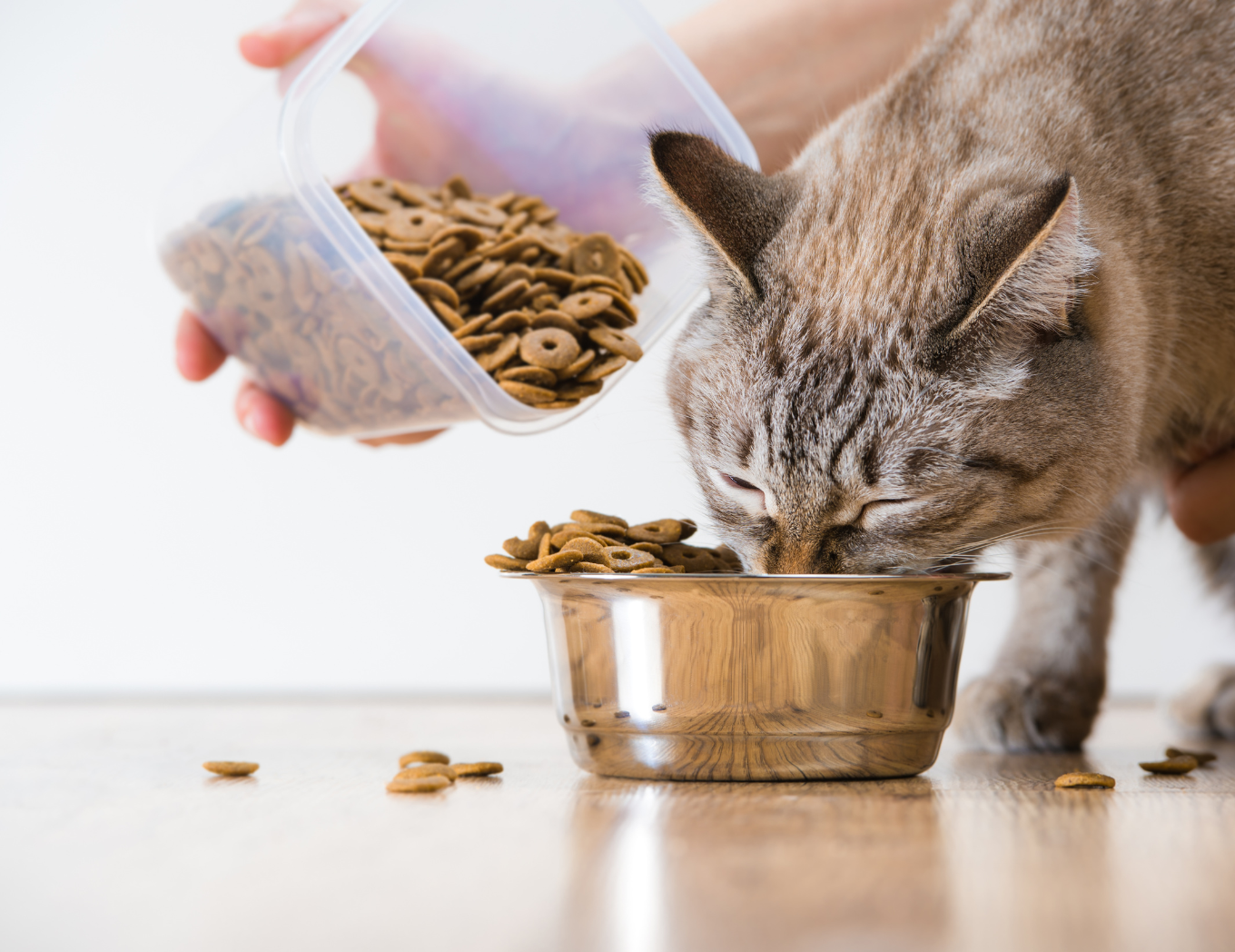 feeding cat