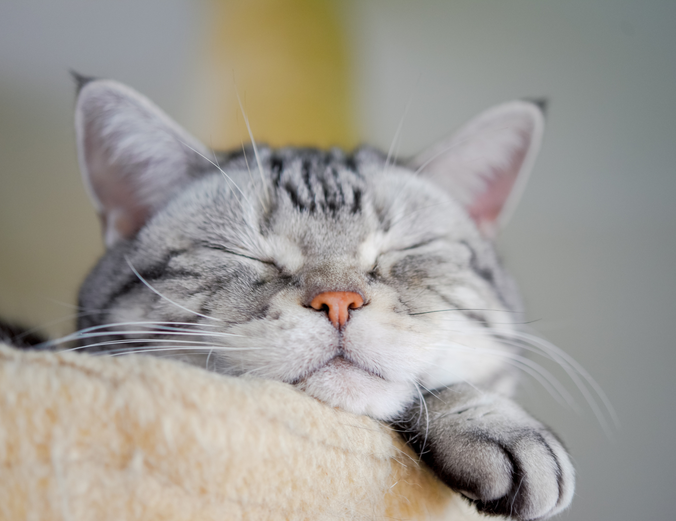 kitty cuddles