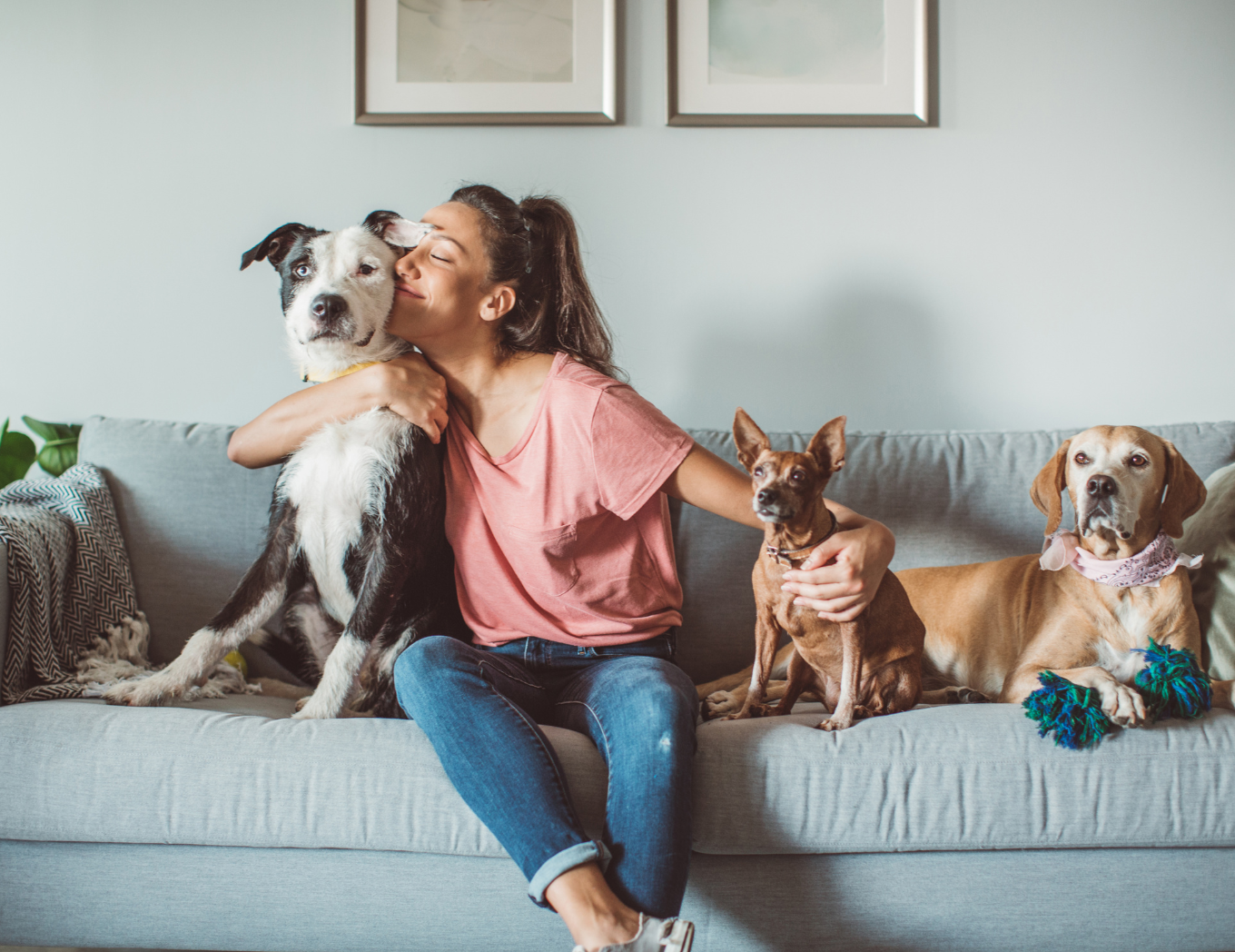 happy pets