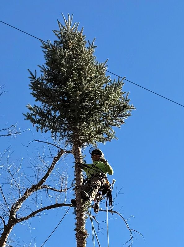 Person climbing a tall tree against a clear blue sky