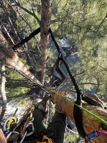 Tree climber in harness high in a pine tree, with ropes and gear among branches.