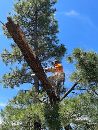 A fallen tree blocks a road while a worker in an orange vest stands nearby.