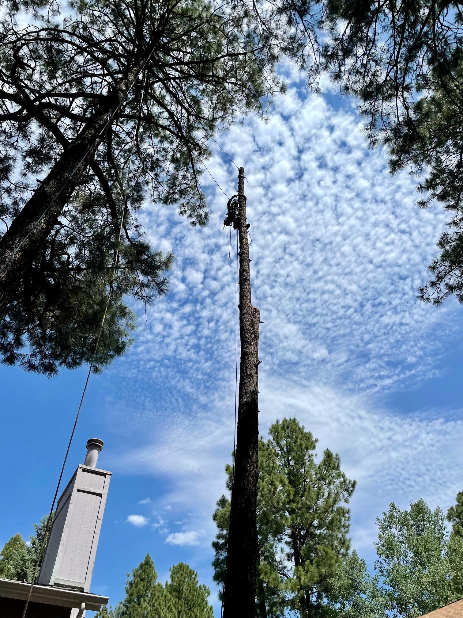 Tall dead tree trunk against a blue sky with scattered clouds, framed by green treetops and a building edge