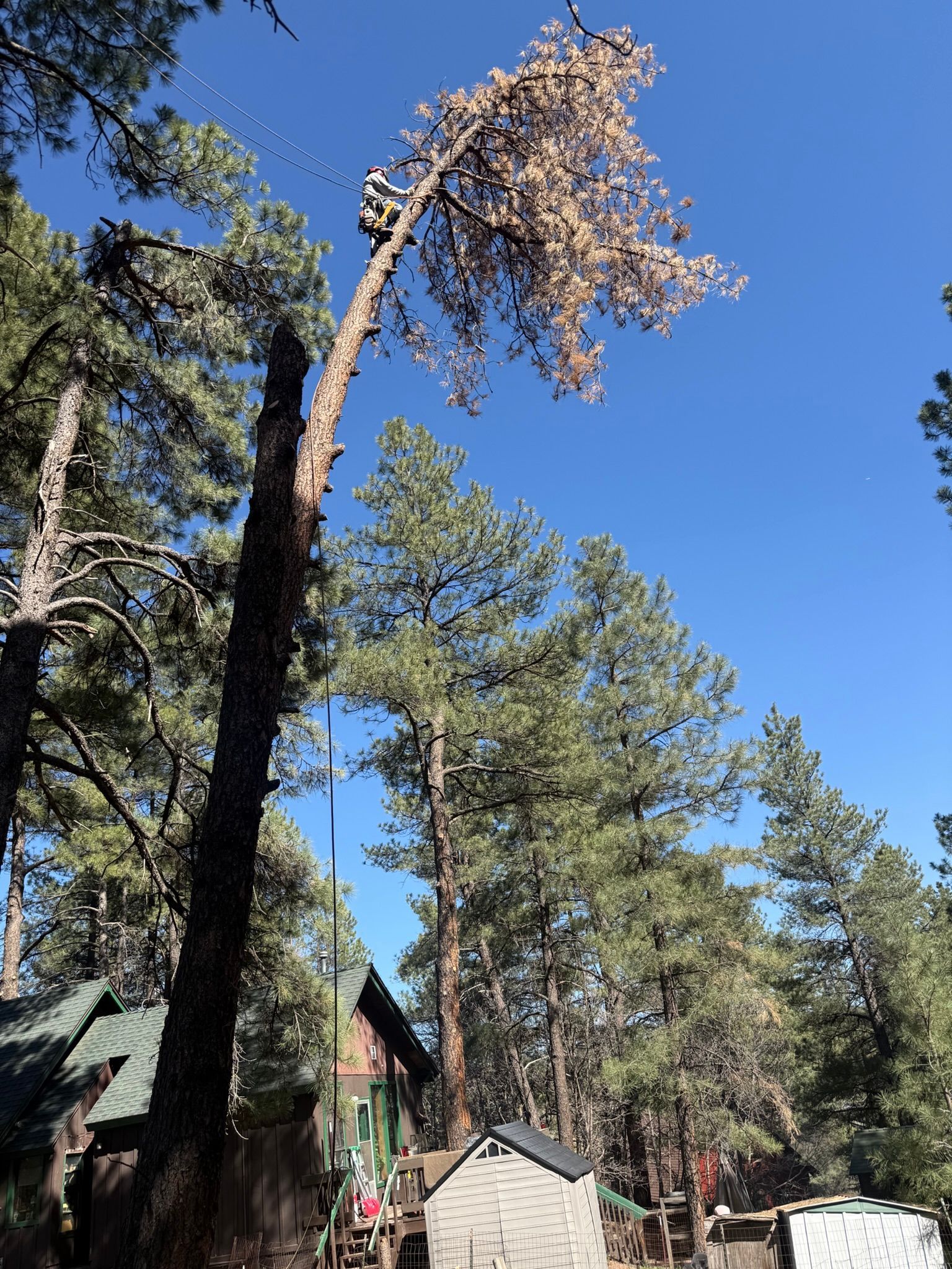 Tall pine trees under a clear blue sky, with a small cabin and a leaning tree in a forest setting