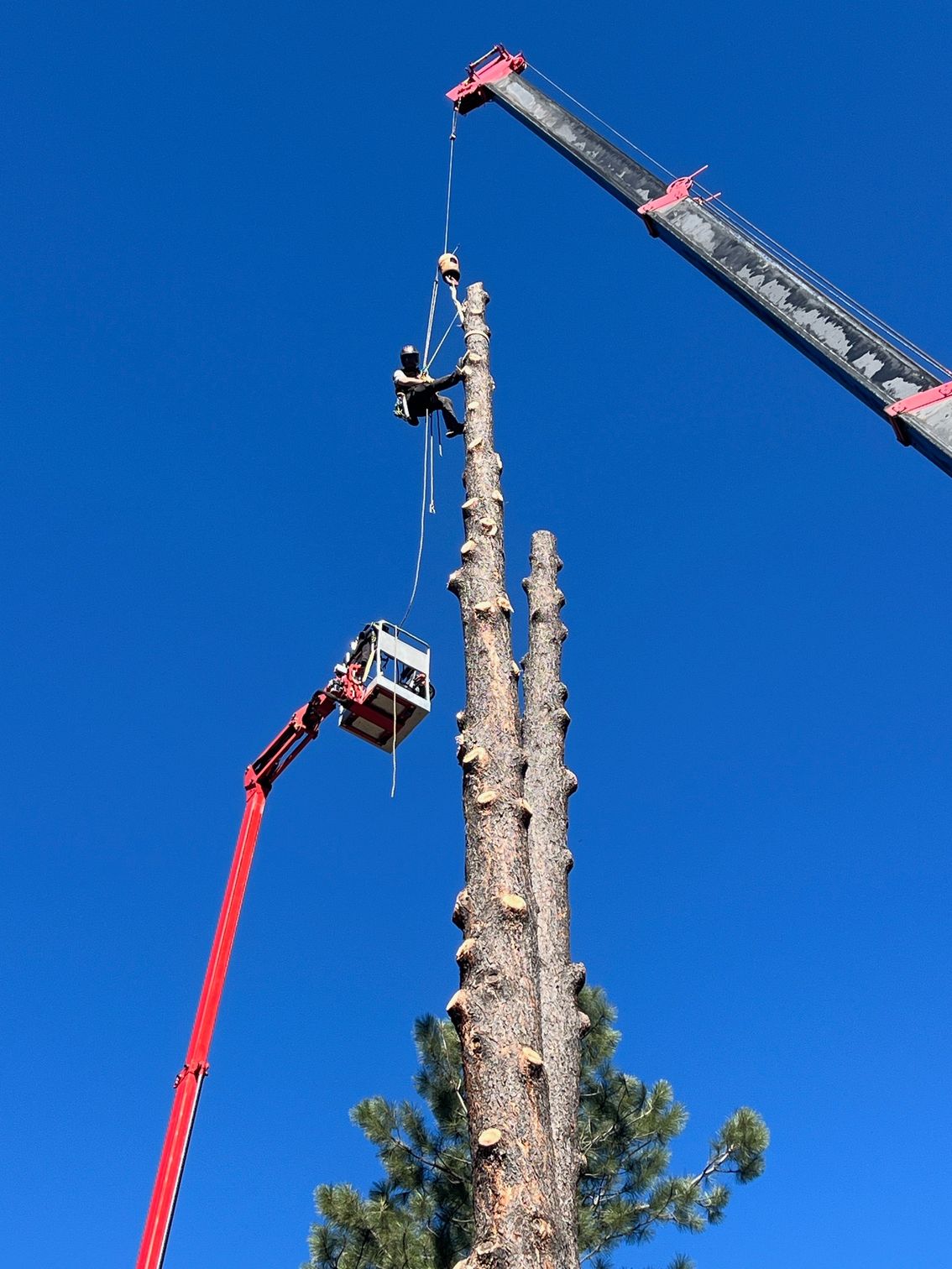Two cherry pickers lifting a tall tree trunk against a clear blue sky
