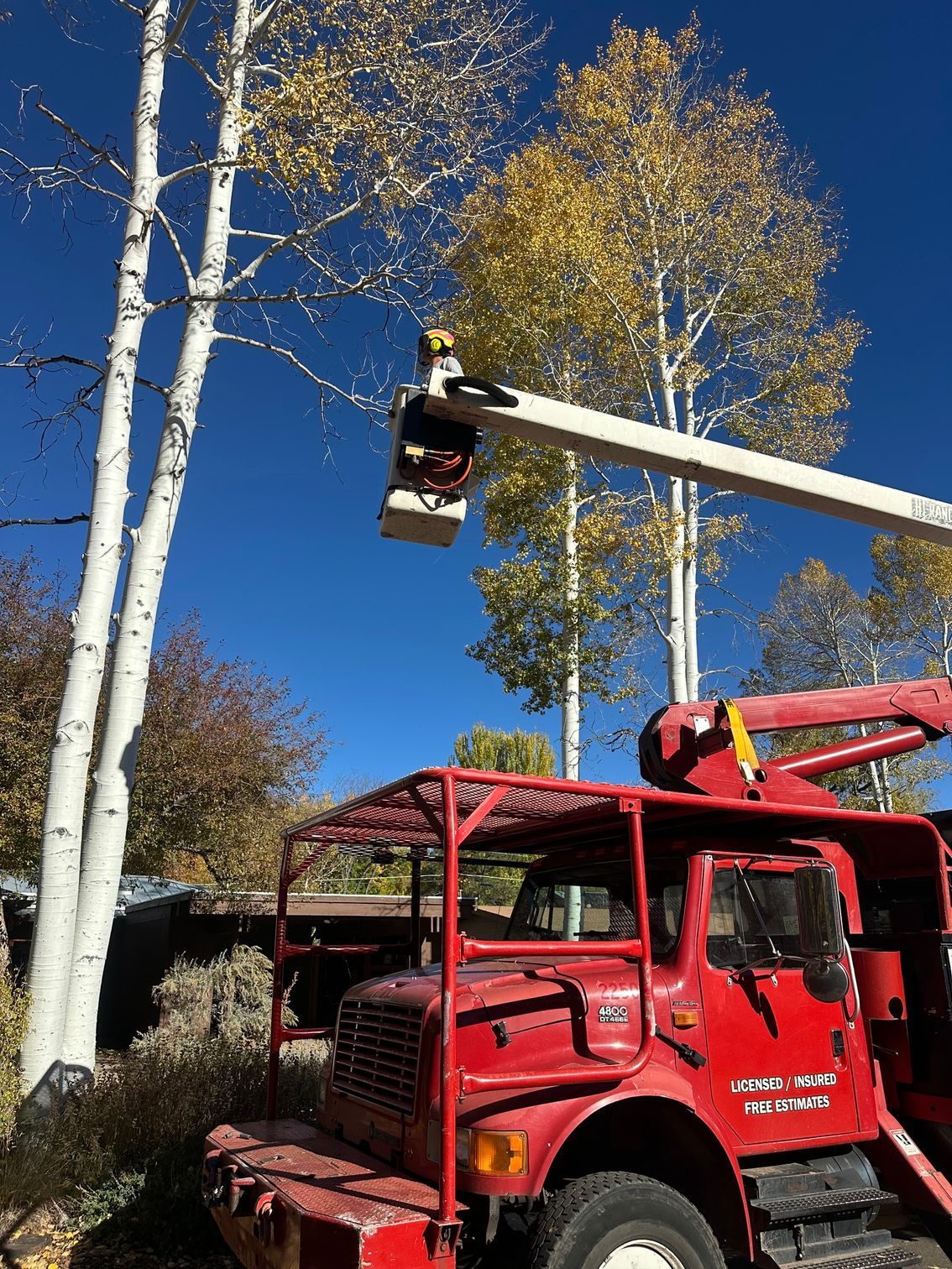 Red utility truck with raised bucket lift trimming tall white trees under a clear blue sky