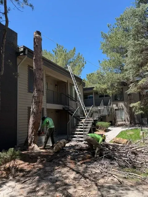 Worker inspecting a fallen tree blocking a road after a storm, with broken branches and debris.