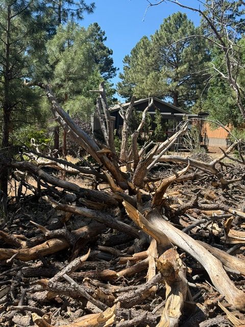 Large pile of cut tree branches and logs in a wooded yard with pine trees and a house in the background