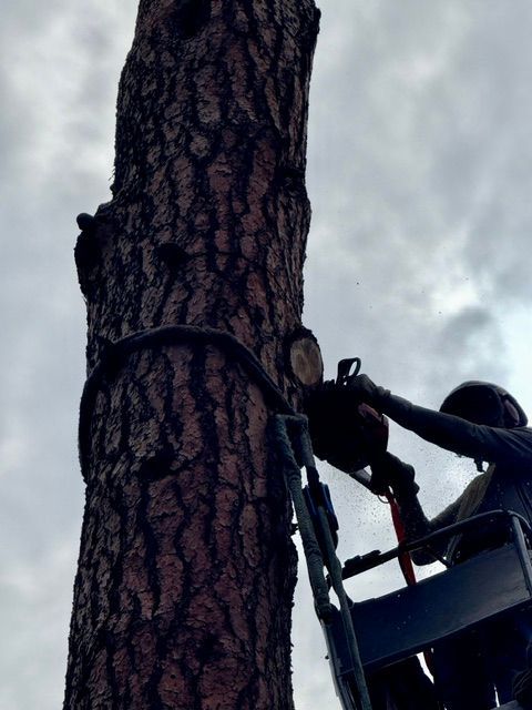 Person using a harness to work on a tree trunk against a cloudy sky