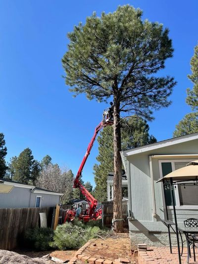 Tree removal crew using a red lift to trim a tall pine beside a house under a blue sky
