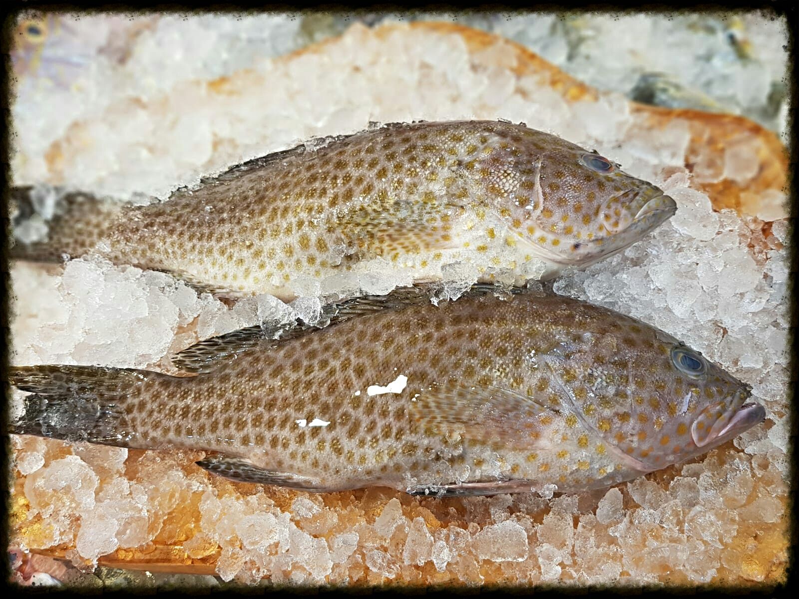 Wild Caught Grouper