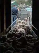 Loading sheep into the flood dip