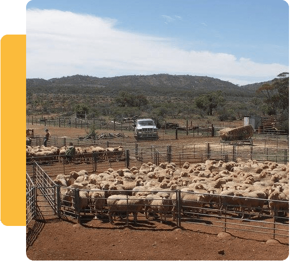 Mobile Sheep Dipping Around Australia