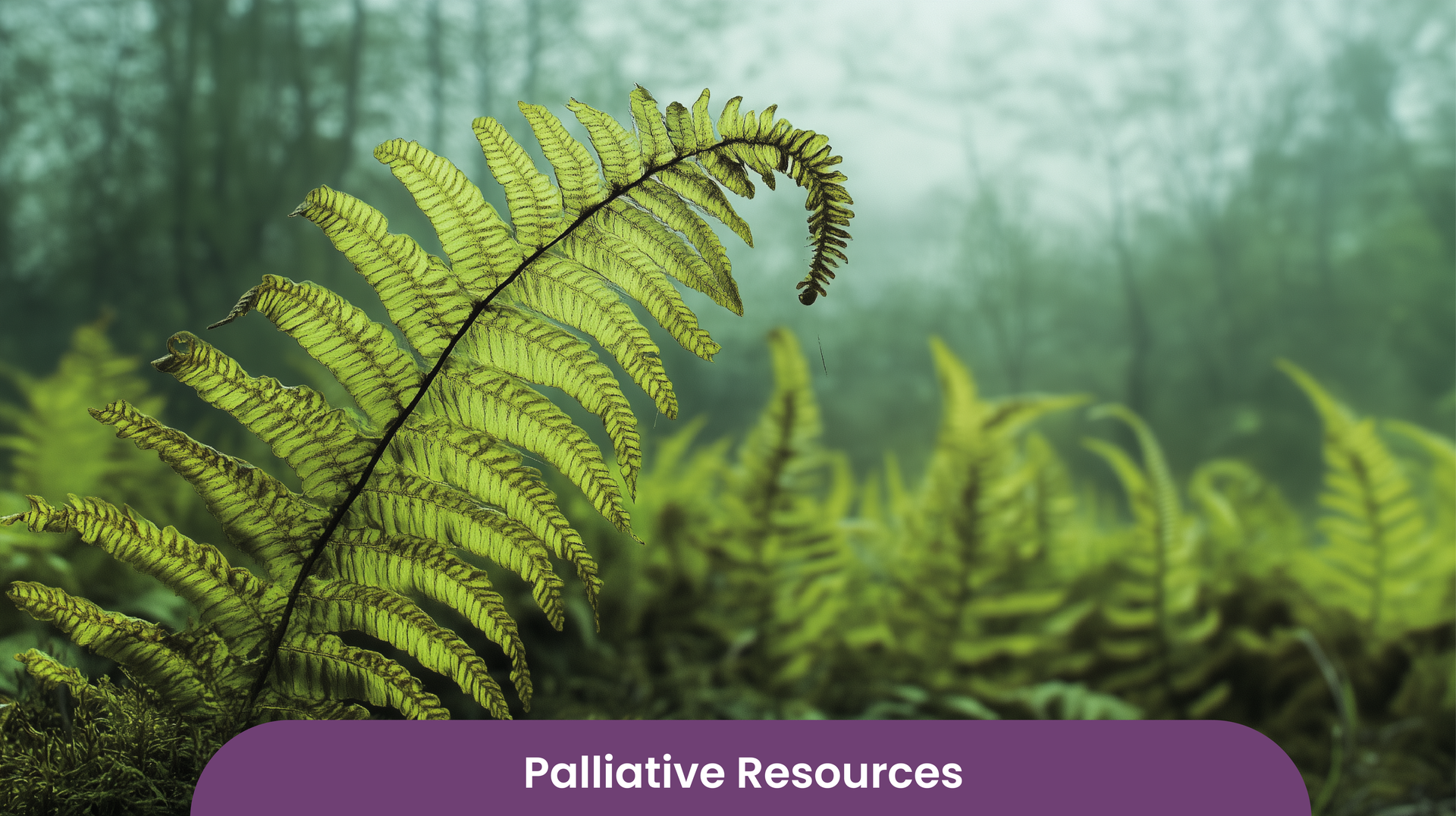 A dying fern.