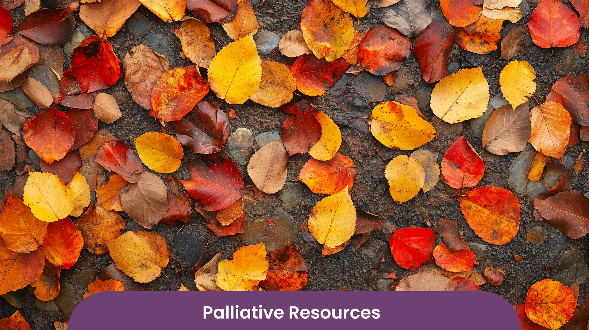 Autumn leaves on the ground.