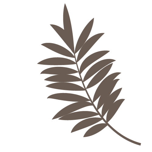 Feuille de palmier brune sur fond blanc.