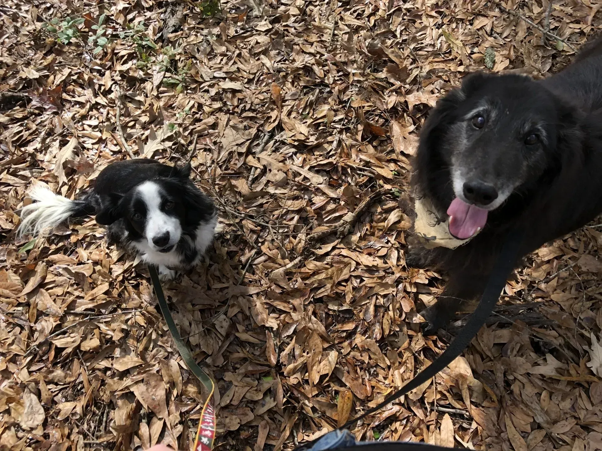 Two dogs on leashes in a leaf-covered area. One is black, panting with tongue out, the other is black and white, looking up.
