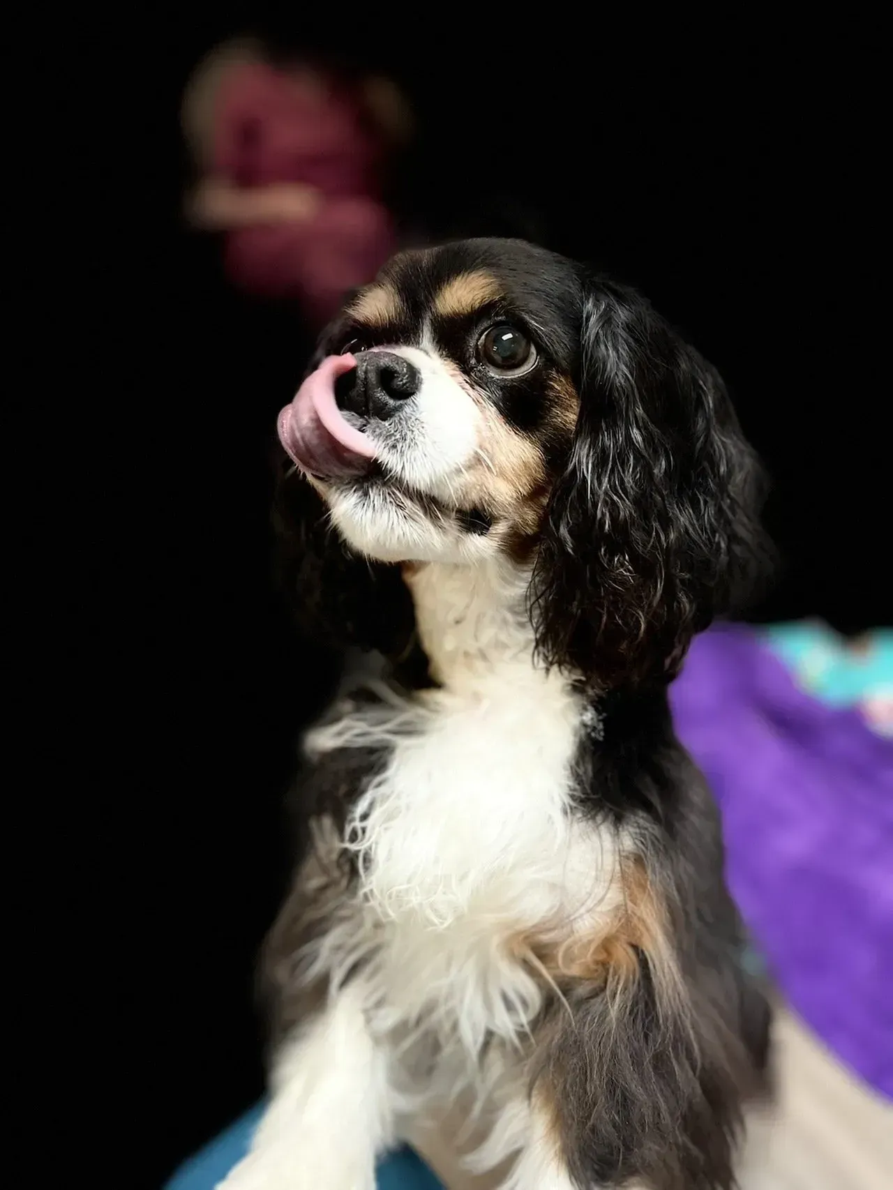 Tri-color Cavalier King Charles Spaniel licking its nose, black background.