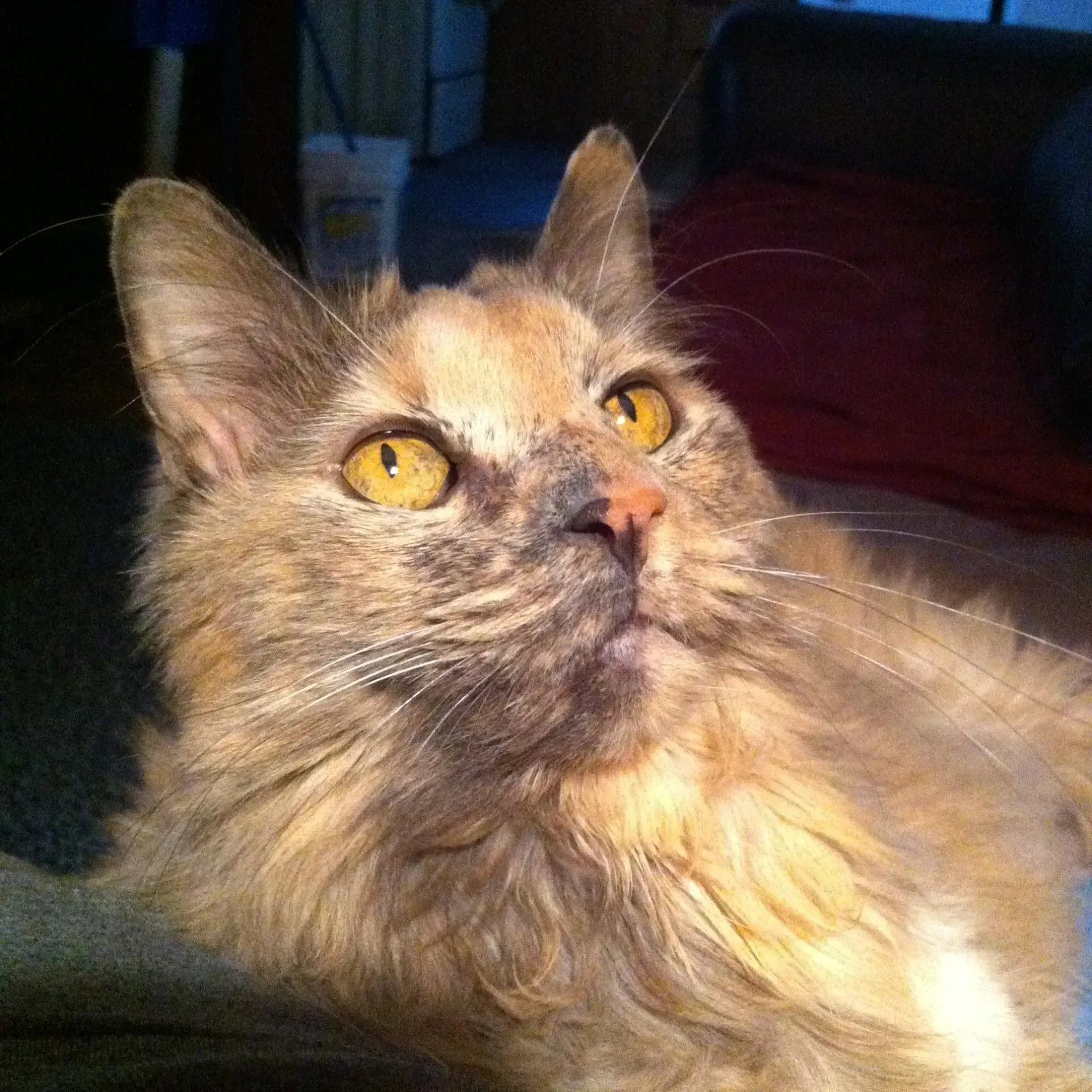 A light tortoiseshell cat with yellow eyes looks upwards with an alert expression. The cat is indoors, likely resting.