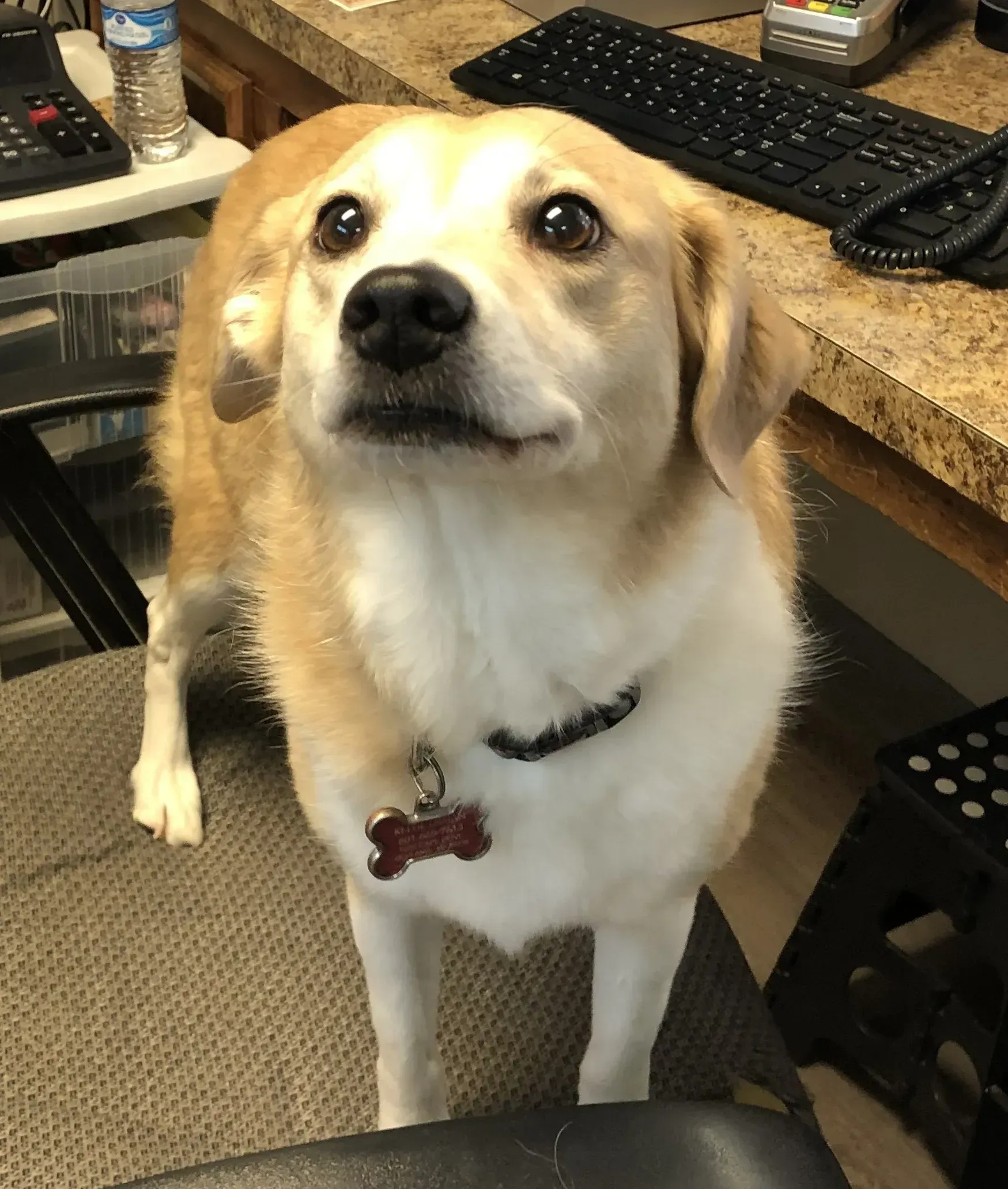 Beagle mix dog with tan and white fur, wearing a collar with a name tag, standing near a desk, looking upwards with a hopeful expression.