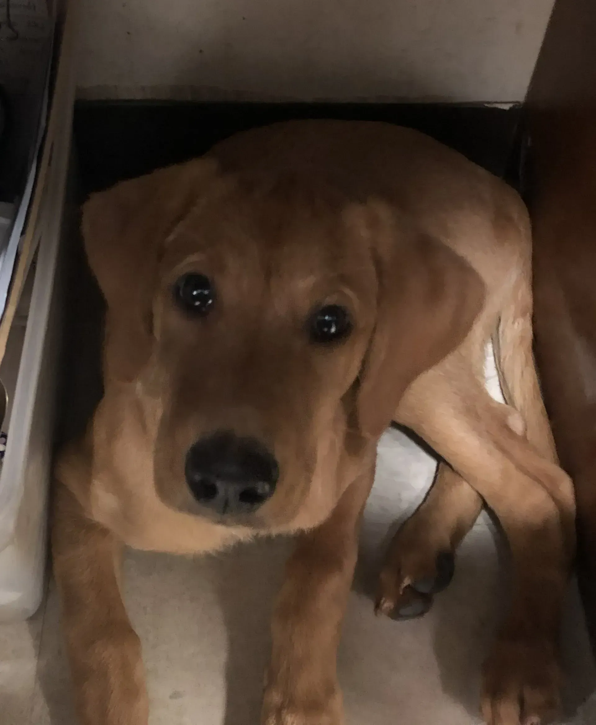 A golden-brown puppy looks up with a sweet expression. The dog is in a dark-walled space.